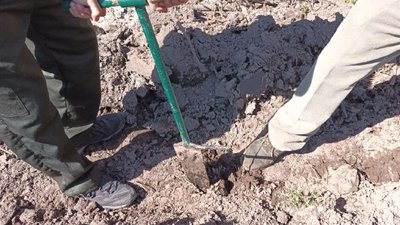 На Тернопільщині висаджують дерева На Тернопільщині висаджують дерева