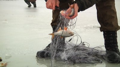 Рейд річками Житомирщини: 100 метрів сіток та 20 інших заборонених знарядь лову риби забрали у рибалок Рейд річками Житомирщини: 100 метрів сіток та 20 інших заборонених знарядь лову риби забрали у рибалок