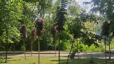 Екзотичні дерева, розваги та прочесані газони — що варто знати житомирянам перед прогулянкою у міських парках Екзотичні дерева, розваги та прочесані газони — що варто знати житомирянам перед прогулянкою у міських парках