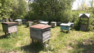 По сусідству з хижаками: що відбувається в прикарпатських селах, де фіксують напади ведмедів По сусідству з хижаками: що відбувається в прикарпатських селах, де фіксують напади ведмедів