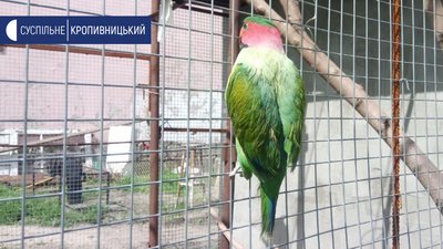 Трьох зелених папуг Станіслав викупив за 2 тисячі доларів Трьох зелених папуг Станіслав викупив за 2 тисячі доларів