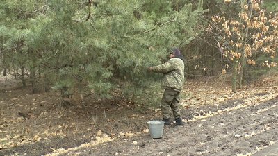 Працівник Рублівського лісництва Сергій Бурніс збирає шишки Працівник Рублівського лісництва Сергій Бурніс збирає шишки