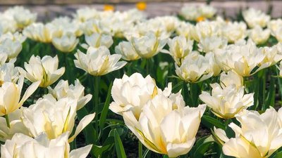 Чорні, малинові та зелені. У Кропивницькому почали квітнути понад три мільйони тюльпанів Чорні, малинові та зелені. У Кропивницькому почали квітнути понад три мільйони тюльпанів