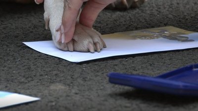 Доброчинна, з псом Патроном. У Дніпрі за участі псів Гашика та Баггі відбулося спецпогашення нової марки Укрпошти Доброчинна, з псом Патроном. У Дніпрі за участі псів Гашика та Баггі відбулося спецпогашення нової марки Укрпошти