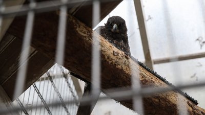 Київська поліція виписала адмінпротоколи за пропозиції зробити фото з птахами