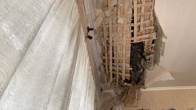 Падіння дерев у Полтаві Падіння дерев у Полтаві