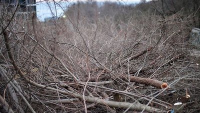 Дерева на схилах Одеси спиляли незаконно, — мерія Дерева на схилах Одеси спиляли незаконно, — мерія