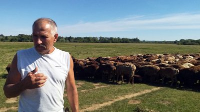 Більше сотні тварин загинули: вівчар пригнав з Донеччини на Волинь майже 400 овець Більше сотні тварин загинули: вівчар пригнав з Донеччини на Волинь майже 400 овець