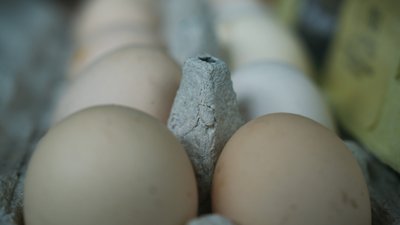 Ціни на яйця Запоріжжя 2025 (basic egg adopt me)
