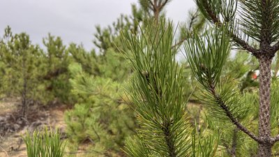 Вирубка дерев. Як на Миколаївщині охороняють хвойні дерева перед новорічними святами