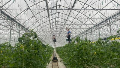 Овочі здорожчали на 34% за рік: які причини та скільки коштує городина на прилавках Дніпра Овочі здорожчали на 34% за рік: які причини та скільки коштує городина на прилавках Дніпра