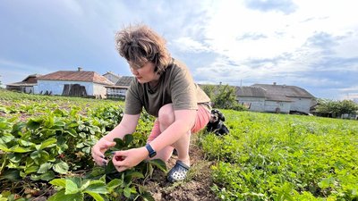 Дівчина збирає полуниці Дівчина збирає полуниці