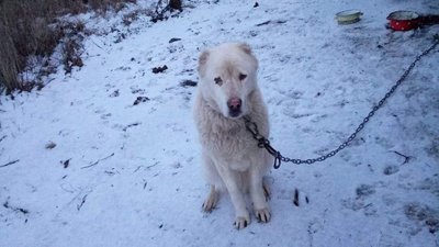 тварини, собака, зоозахисник, клініка, Алабай, Житомир тварини, собака, зоозахисник, клініка, Алабай, Житомир