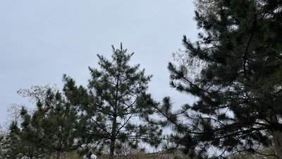 Туман та невеликий дощ: якою буде погода на Херсонщині 21 грудня