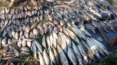 На Миколаївщині чоловік наловив понад 150 кілограмів риби На Миколаївщині чоловік наловив понад 150 кілограмів риби