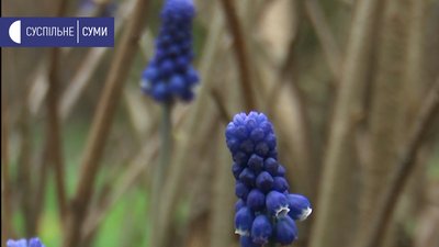 “Куточок дикої природи”. У сумському ботанічному саду квітнуть червонокнижні першоцвіти “Куточок дикої природи”. У сумському ботанічному саду квітнуть червонокнижні першоцвіти