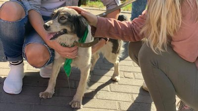 Під час фестивалю “Шлях додому” у Сумах з притулку забрали десять тварин