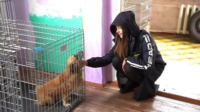 Безкоштовна стерилізація та вакцинація безпритульних тварин Безкоштовна стерилізація та вакцинація безпритульних тварин