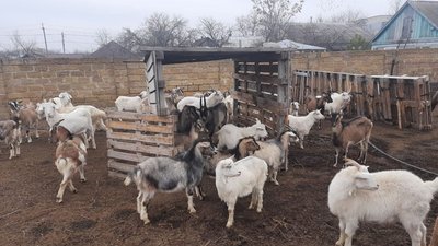 Притулок для кіз: на Херсонщині чоловік опікується понад 50 козами Притулок для кіз: на Херсонщині чоловік опікується понад 50 козами