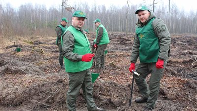 "Створюємо ліси разом": у Білокоровицькому лісгоспі на Житомирщині висадили понад два гектари лісу