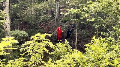 Внаслідок падіння дерева на Закарпатті загинув чоловік