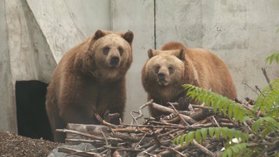 Гарбузова каша та хліб з повидлом для ведмедів: черкаський зоопарк перейшов на зимовий режим роботи