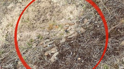 Вибухотехніки поліції з Житомирської області вже понад місяць розміновують деокуповані території Харківщини