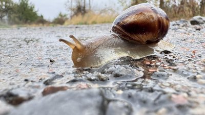 Равлик повзе після дощу