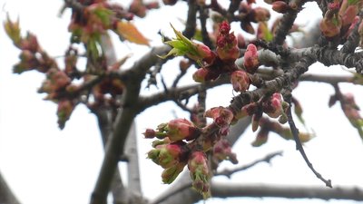 У Миколаєві заквітли перші сакури