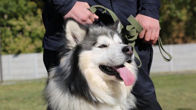 Вінницькі поліцейські зробили світлини з собаками, які знаходяться у притулку Вінницькі поліцейські зробили світлини з собаками, які знаходяться у притулку