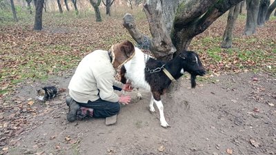 Чоловік з Тернопільщини майже 40 років живе сам у лісі Чоловік з Тернопільщини майже 40 років живе сам у лісі