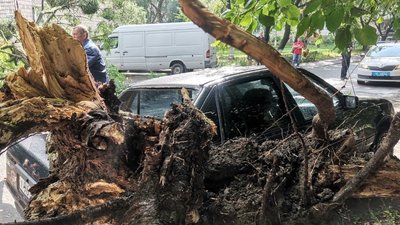 Гниле коріння: чому в Луцьку під час негоди впало дерево на авто Гниле коріння: чому в Луцьку під час негоди впало дерево на авто