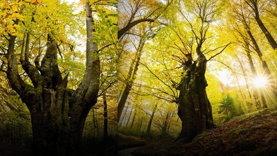 Бук, дерево, "Європейське дерево року", Ґорґани, заповідник, голосування