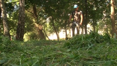 Небезпечний бур'ян: у Черкасах почастішали звернення до алергологів