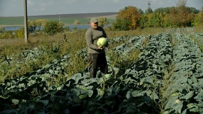 Волинський фермер сам вирощує та квасить капусту для армії