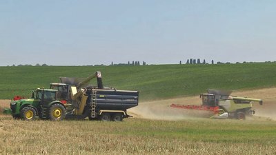 Волинь лідирує у зборі озимого ріпаку в Україні