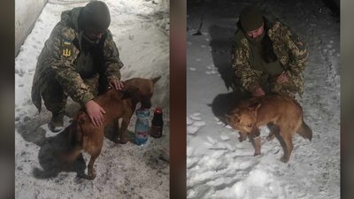 Пес Рижий у Володимирці Пес Рижий у Володимирці