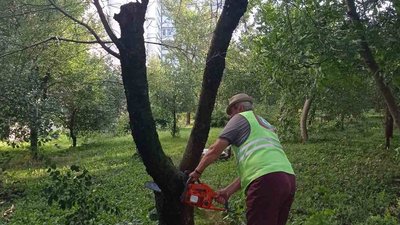У Харкові через негоду впало 23 дерева У Харкові через негоду впало 23 дерева