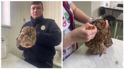 тварини, птах, сова