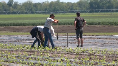 На Черкащині садять овочі