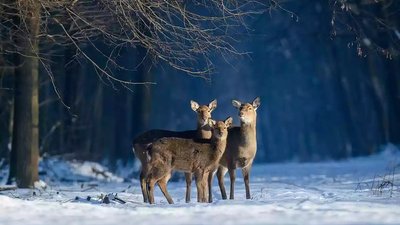 України не братиме участь у конкурсі "Вікі любить пам’ятки" через допуск світлин із Росії України не братиме участь у конкурсі "Вікі любить пам’ятки" через допуск світлин із Росії
