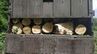 На Донеччині "чорні лісоруби" вирубали лісу на понад 10 мільйонів гривень На Донеччині "чорні лісоруби" вирубали лісу на понад 10 мільйонів гривень