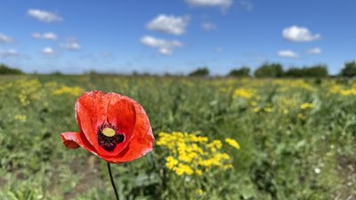 Мак у полі на Донеччині