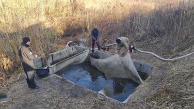 У Дніпро випустили понад тонну мальків У Дніпро випустили понад тонну мальків