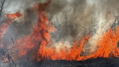 Пожежа в екосистемах, Запорізька область