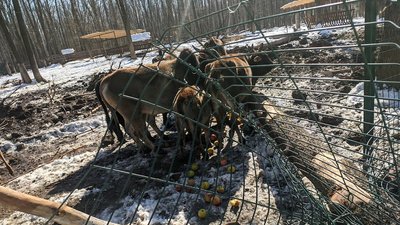 Волонтери з Охтирки допомагають рятувати тварин з харківського "Фельдман Екопарку" Волонтери з Охтирки допомагають рятувати тварин з харківського "Фельдман Екопарку"