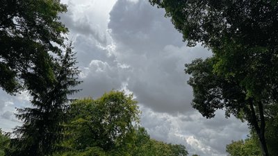 хмари, небо, дерева