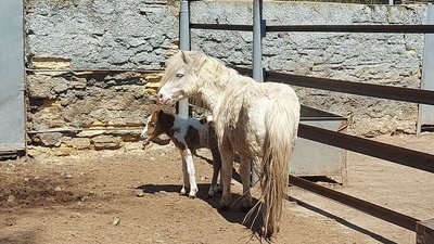 В Одеському зоопарку народилося ще одне дитинча поні