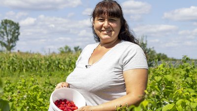 Збір малини: як заробляють Збір малини: як заробляють