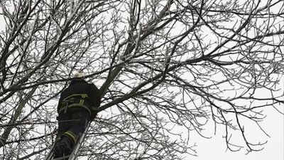 На Одещині пожежні врятували кошеня